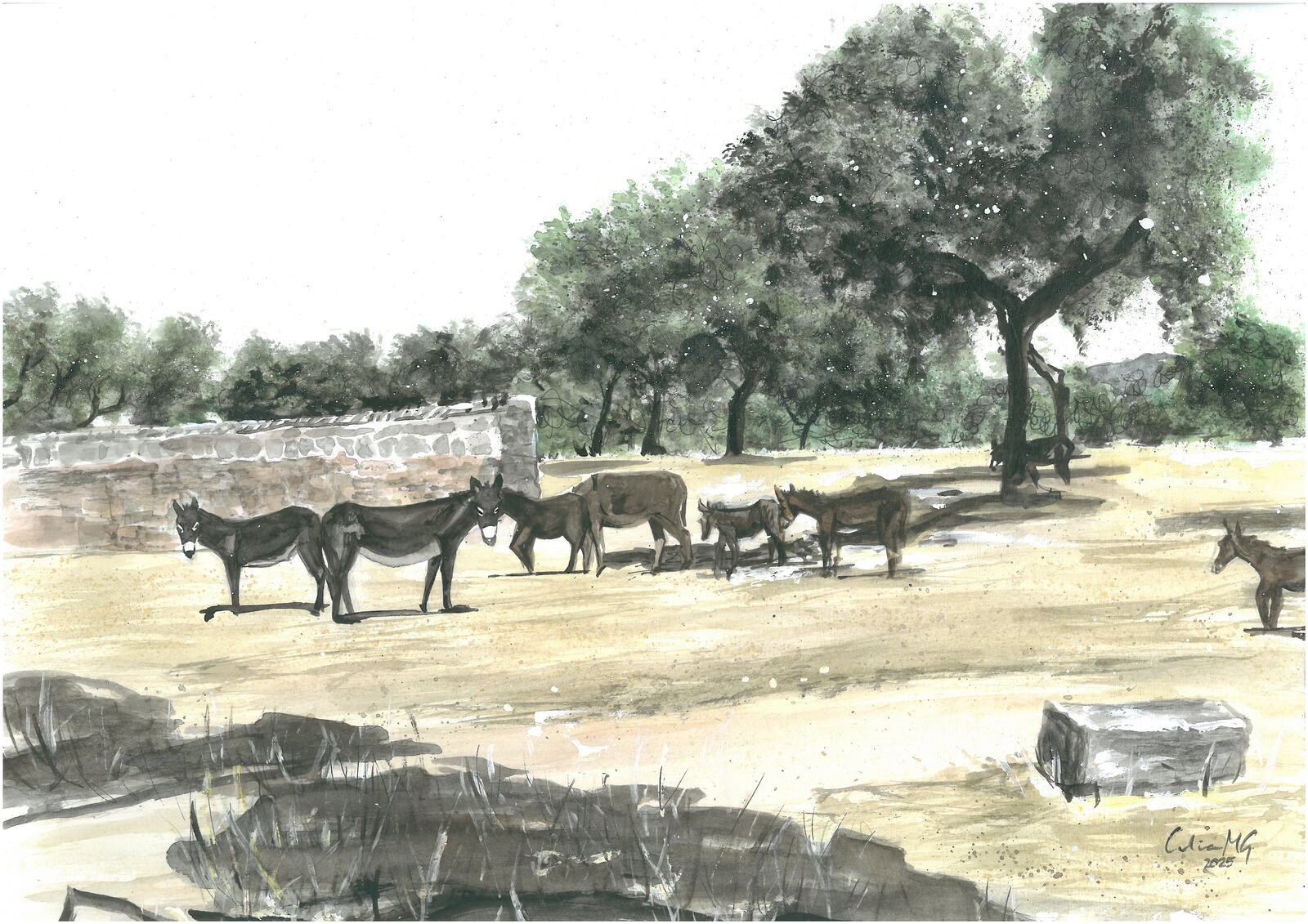 Burros en verano